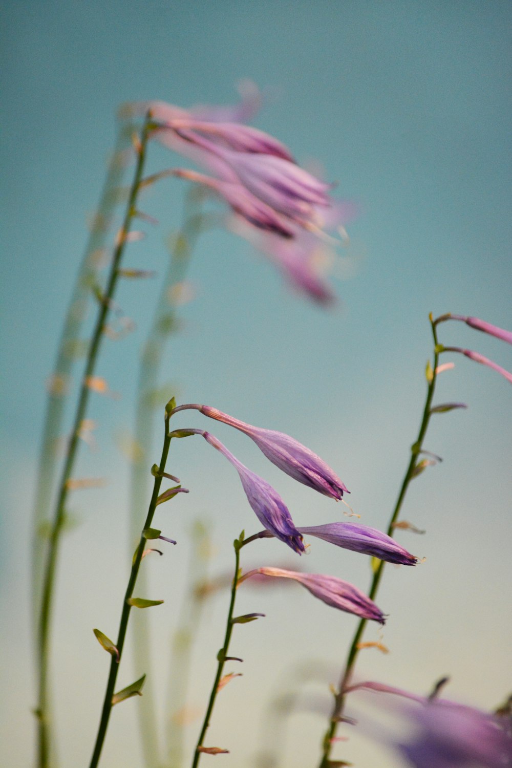 pink flower in green grass during daytime