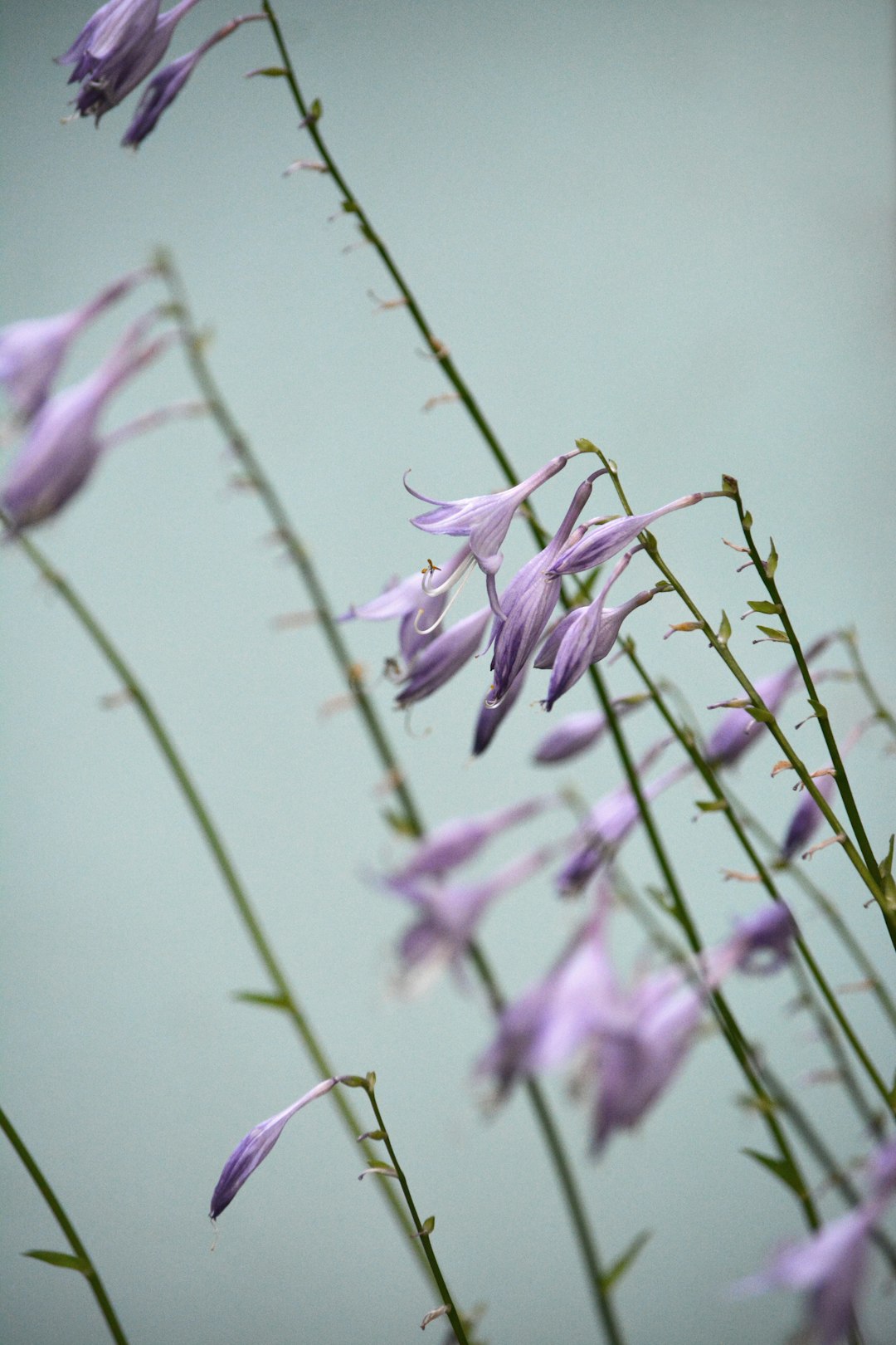 purple flower in tilt shift lens