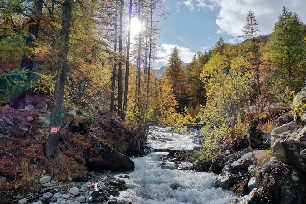 river in between trees under blue sky during daytime