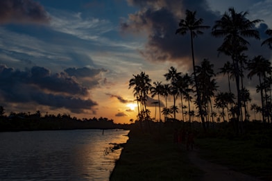 silhouette of palm trees near body of water during sunset