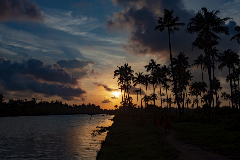 silhouette de palmiers près du plan d’eau au coucher du soleil