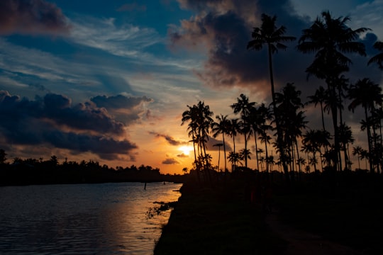 silhouette of palm trees near body of water during sunset in Thuthiyoor India