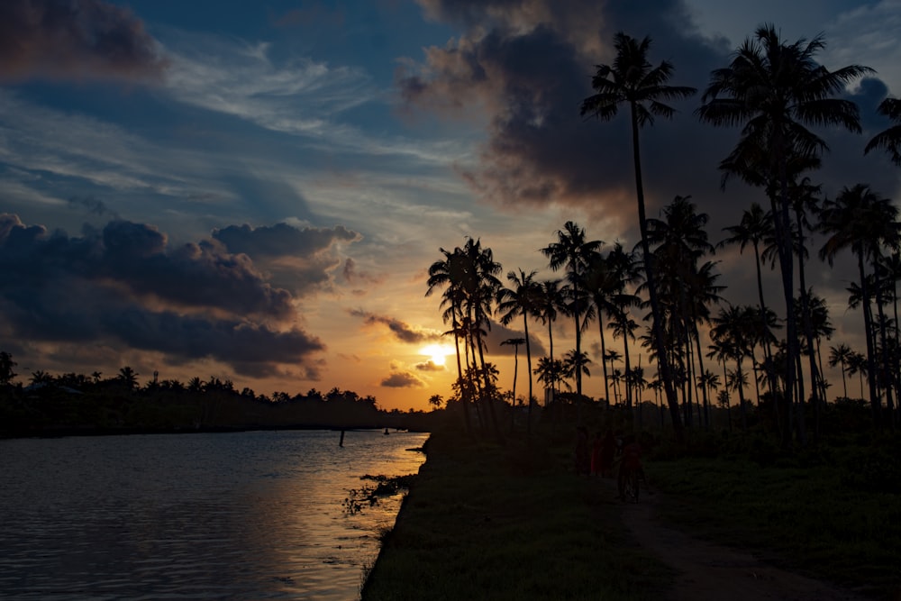 silhouette of palm trees near body of water during sunset