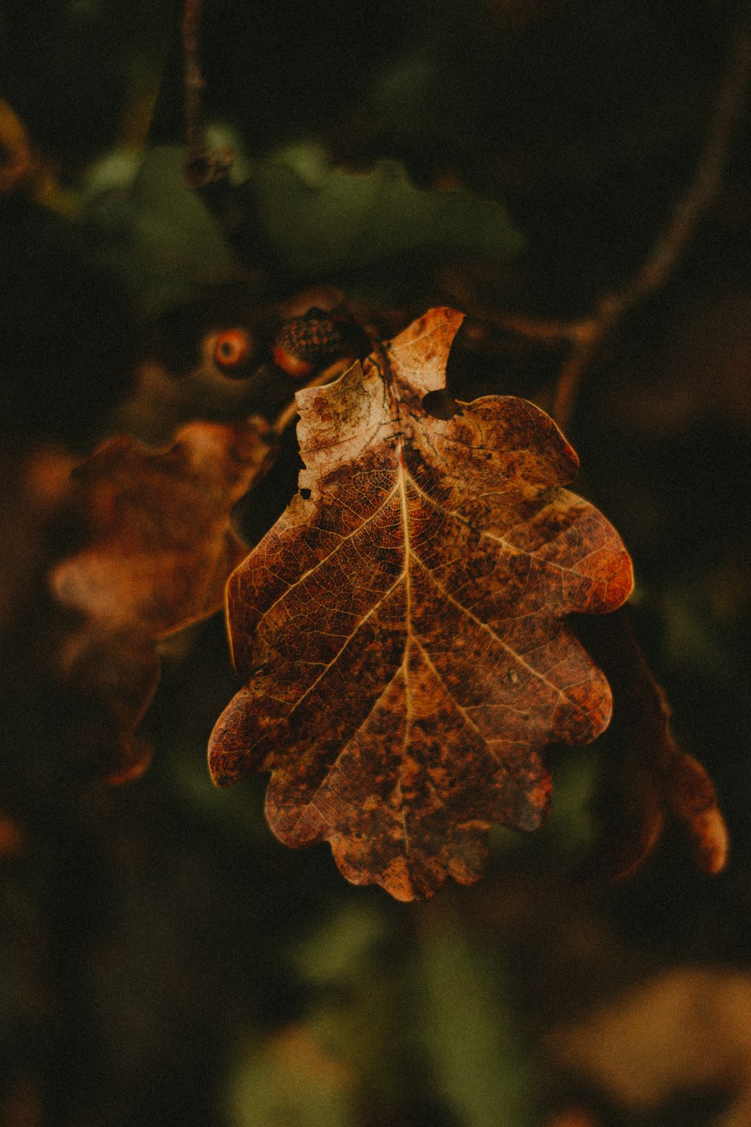 brown leaf in close up photography