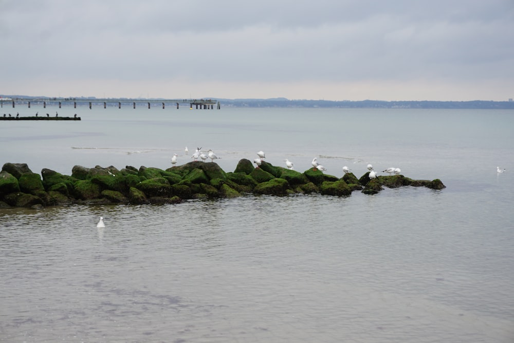 mousse verte sur les rochers sur la mer sous les nuages blancs pendant la journée