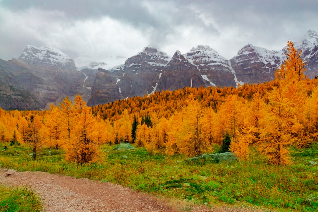 green and brown trees near mountain under white clouds during daytime