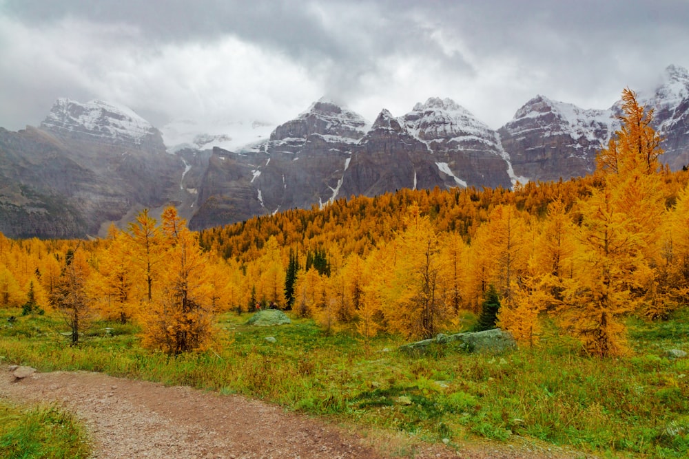 green and brown trees near mountain under white clouds during daytime