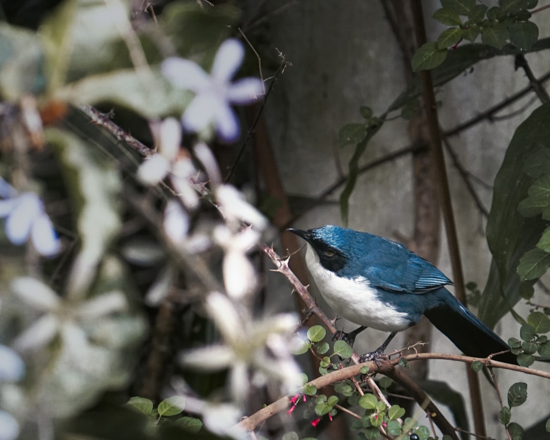 blue and white bird on brown tree branch
