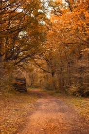 A serene forest path covered with autumn leaves, bordered by tall trees with vibrant orange foliage. The path is slightly winding, leading deeper into the woods. Piles of stacked logs sit to the left of the path, blending into the warm colors of the forest.
