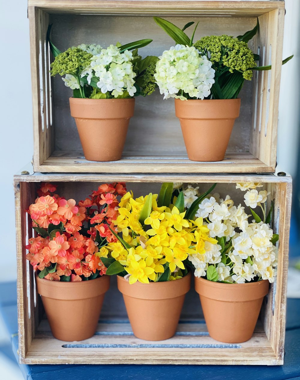 yellow and red flowers in brown clay pots