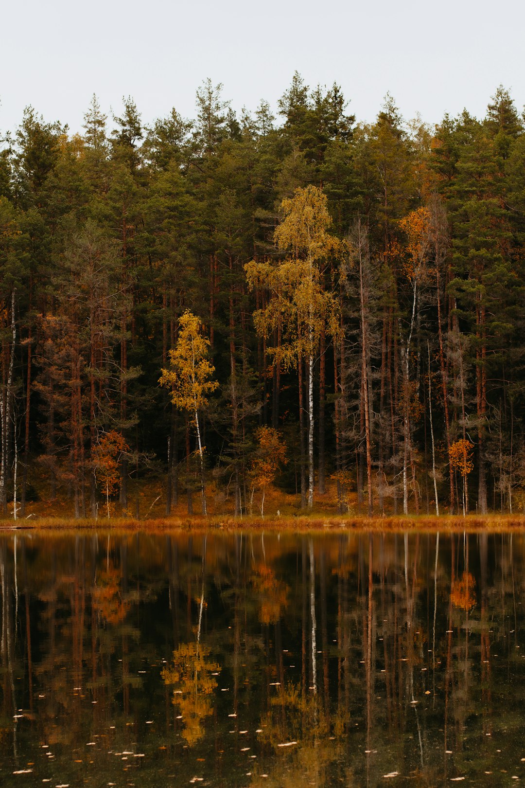 green trees beside body of water during daytime