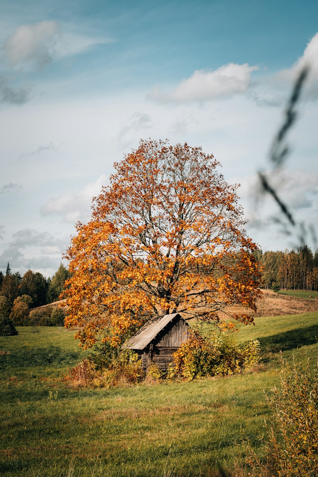 brown wooden house near brown trees under white clouds during daytime