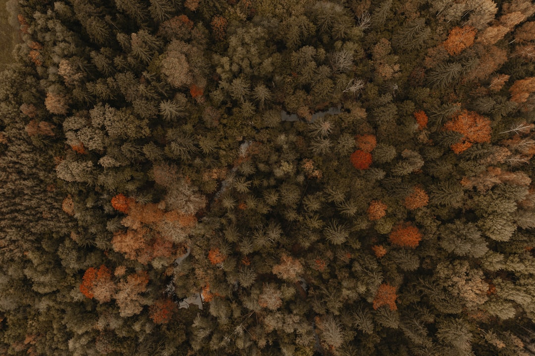 brown and black leaves on ground