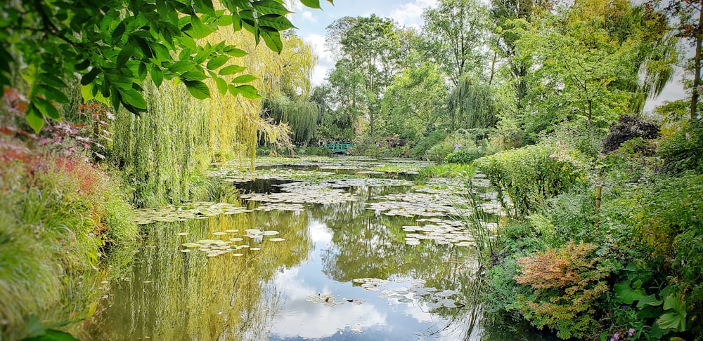 alberi verdi accanto al fiume durante il giorno