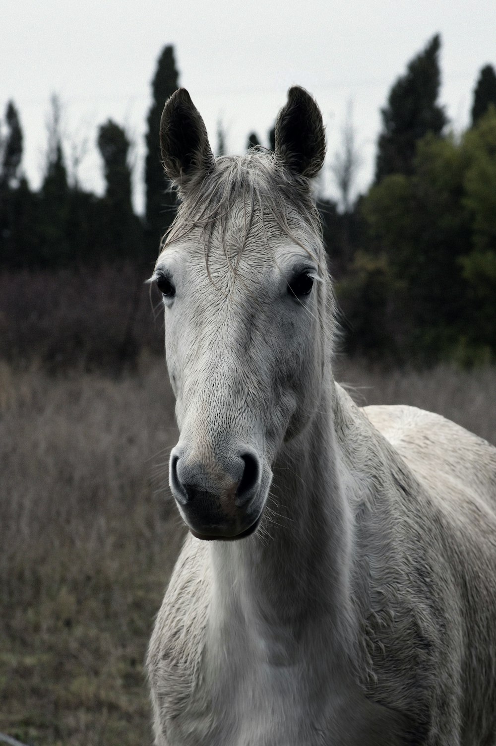 Caballo blanco en campo de hierba marrón durante el día