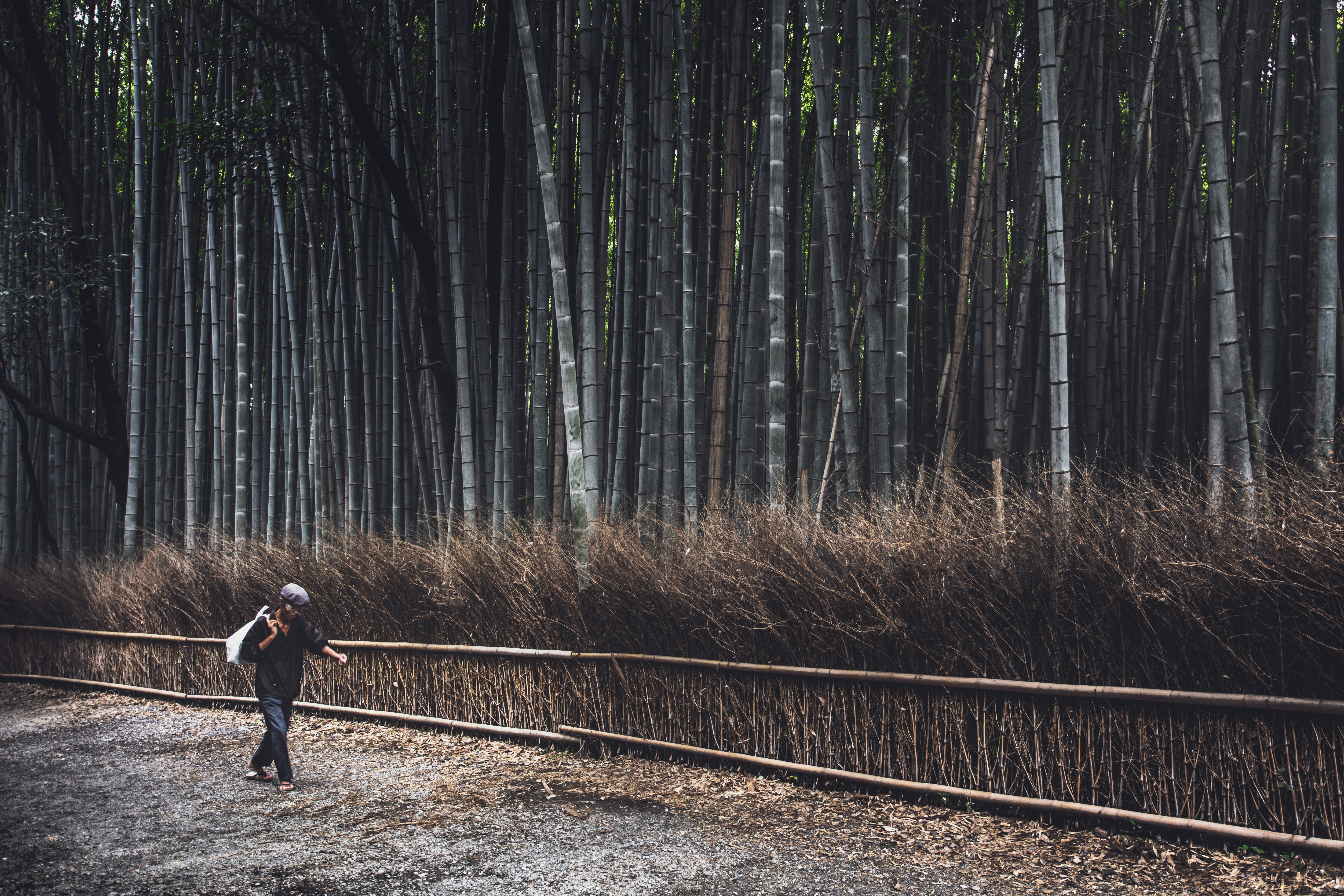 So focused.... crossing next to bamboo forest, Japan.