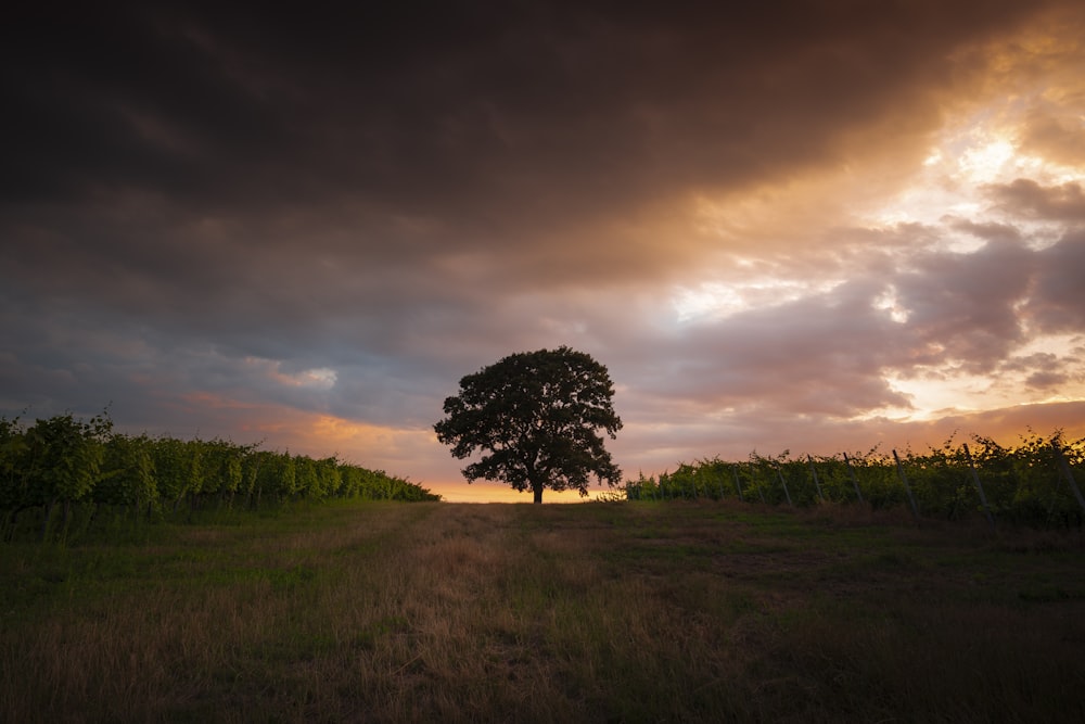 Campo de hierba verde durante la puesta de sol