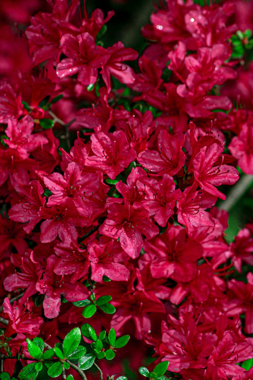 flores cor-de-rosa na lente tilt shift