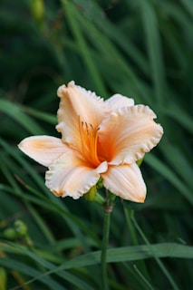yellow flower in tilt shift lens
