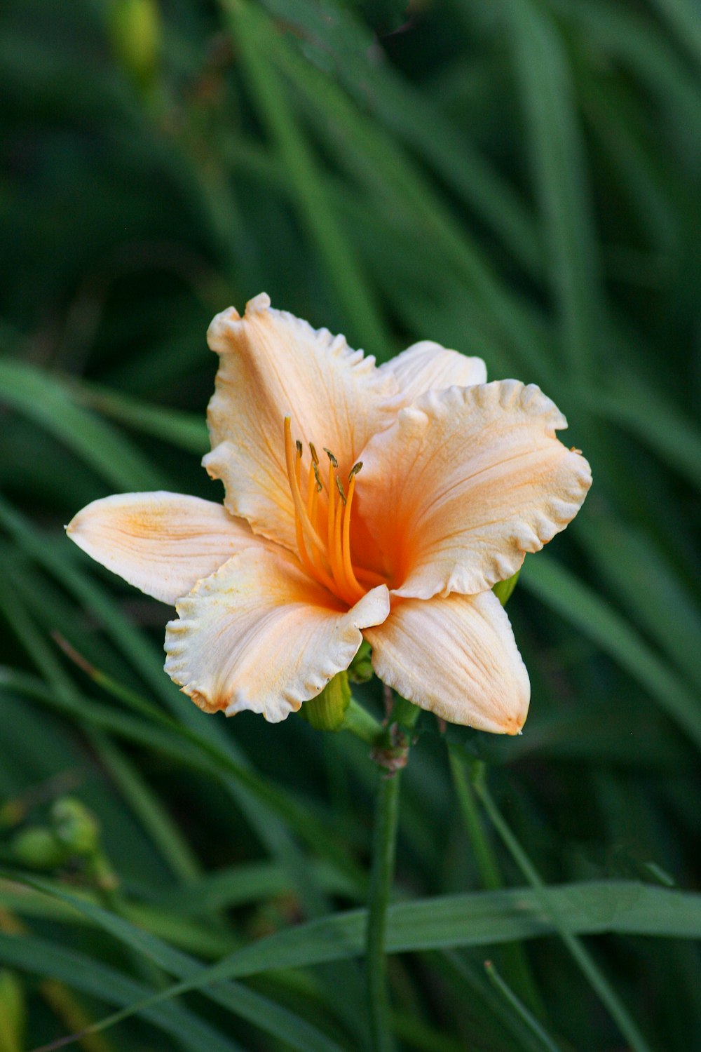 yellow flower in tilt shift lens