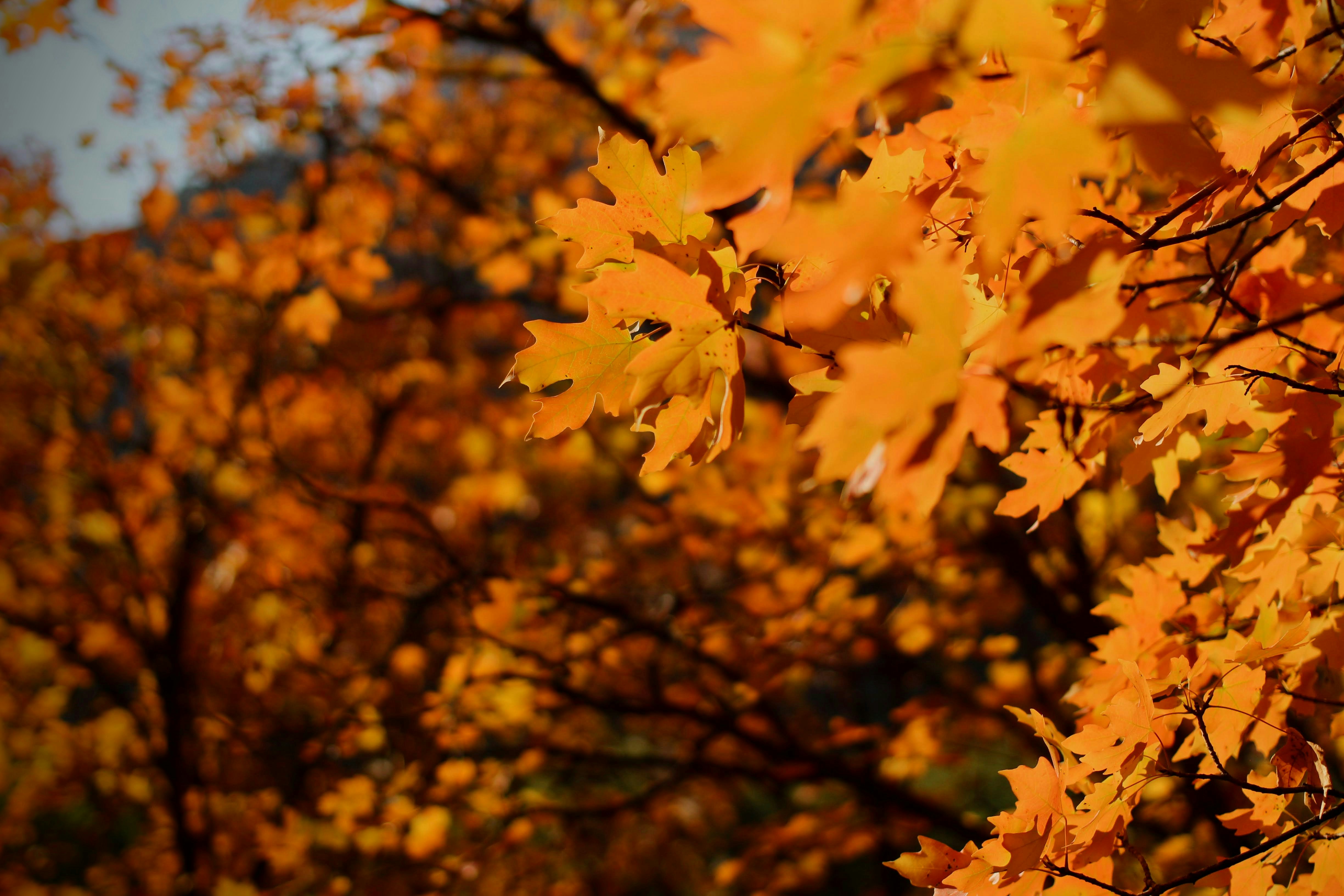 Photo by joshua_hoehne