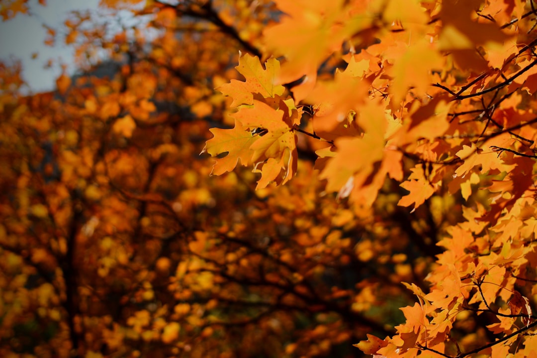 yellow leaves on brown tree during daytime