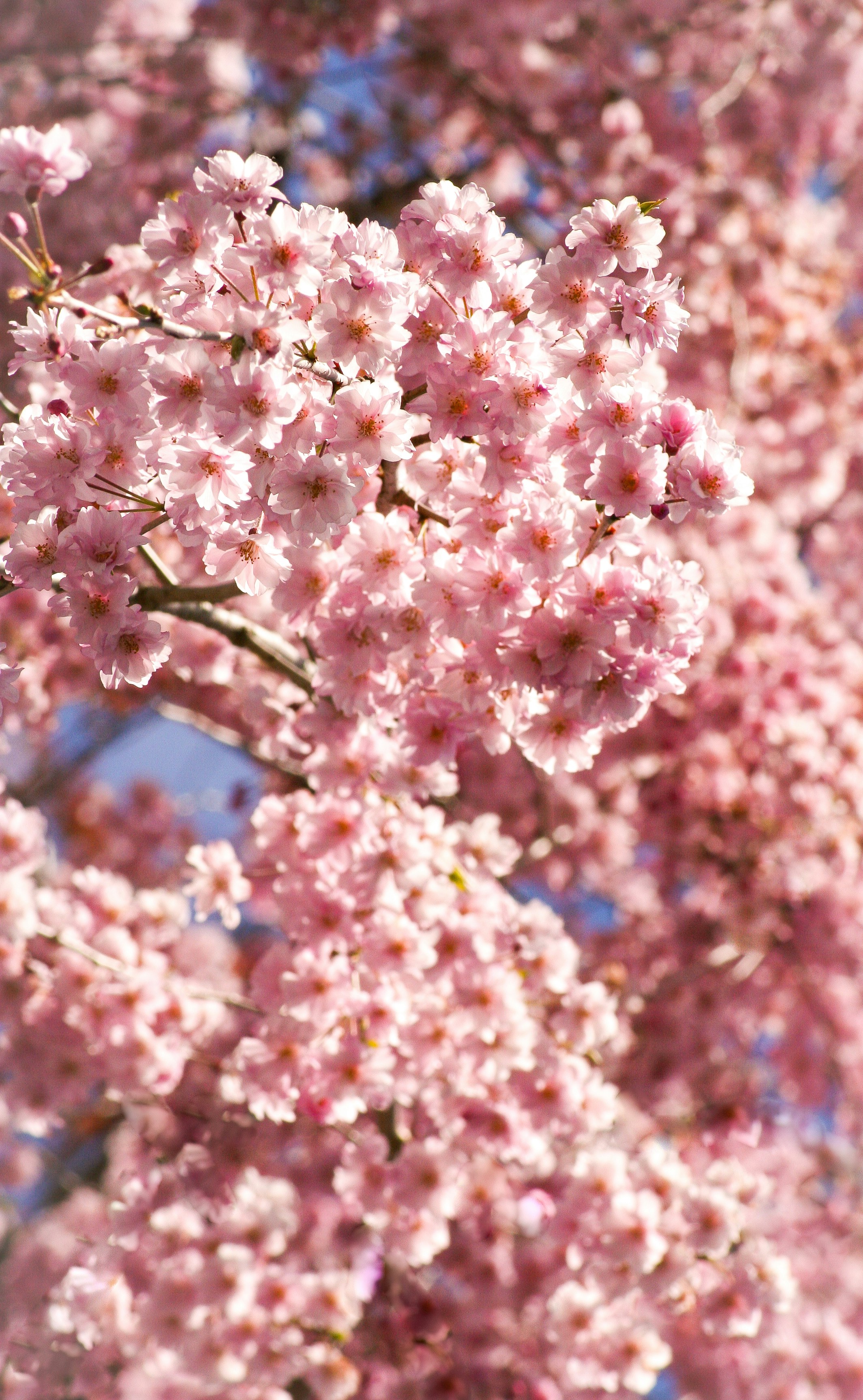 pink and white flower in macro shot