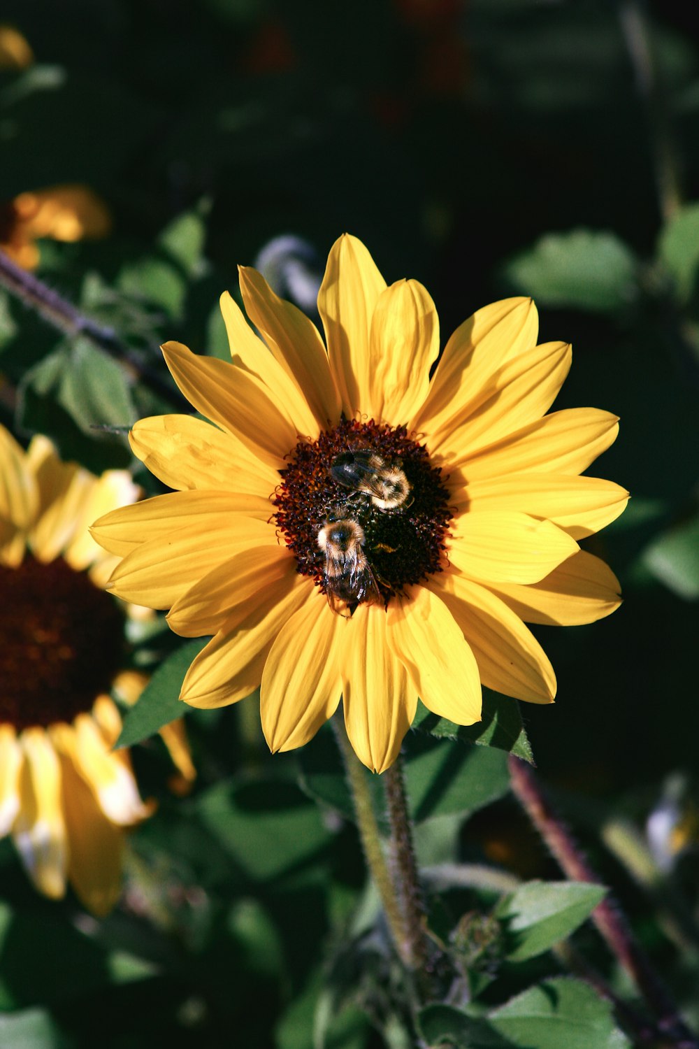 yellow sunflower in close up photography