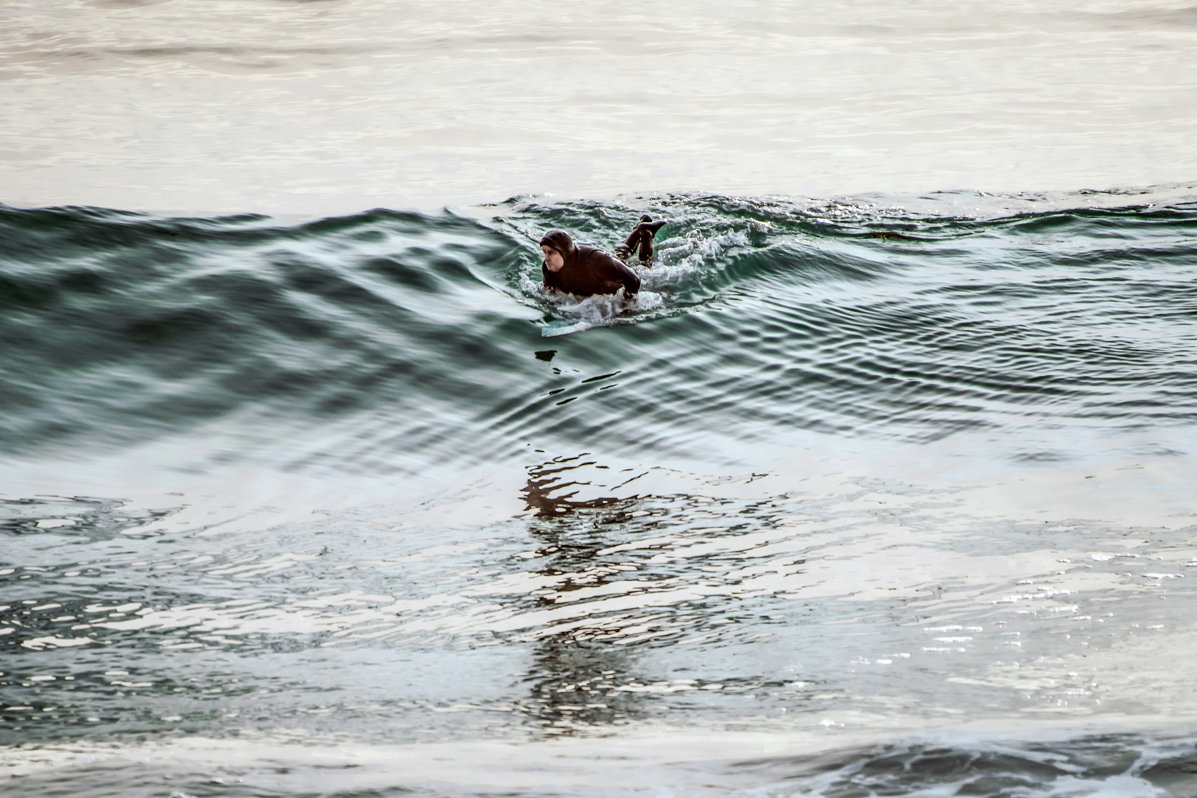 brown duck on water during daytime