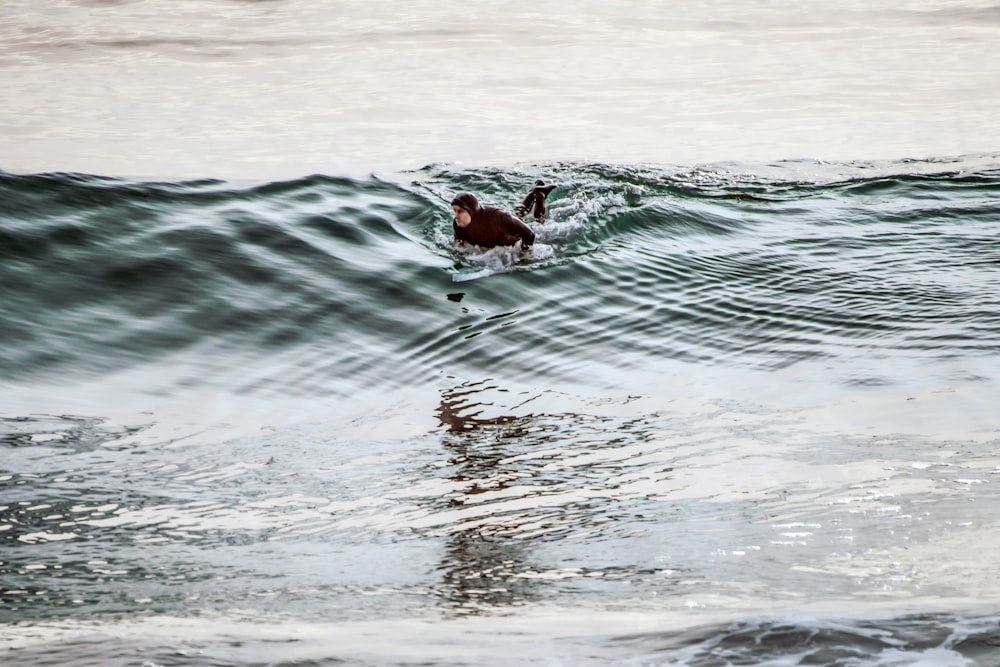 brown duck on water during daytime