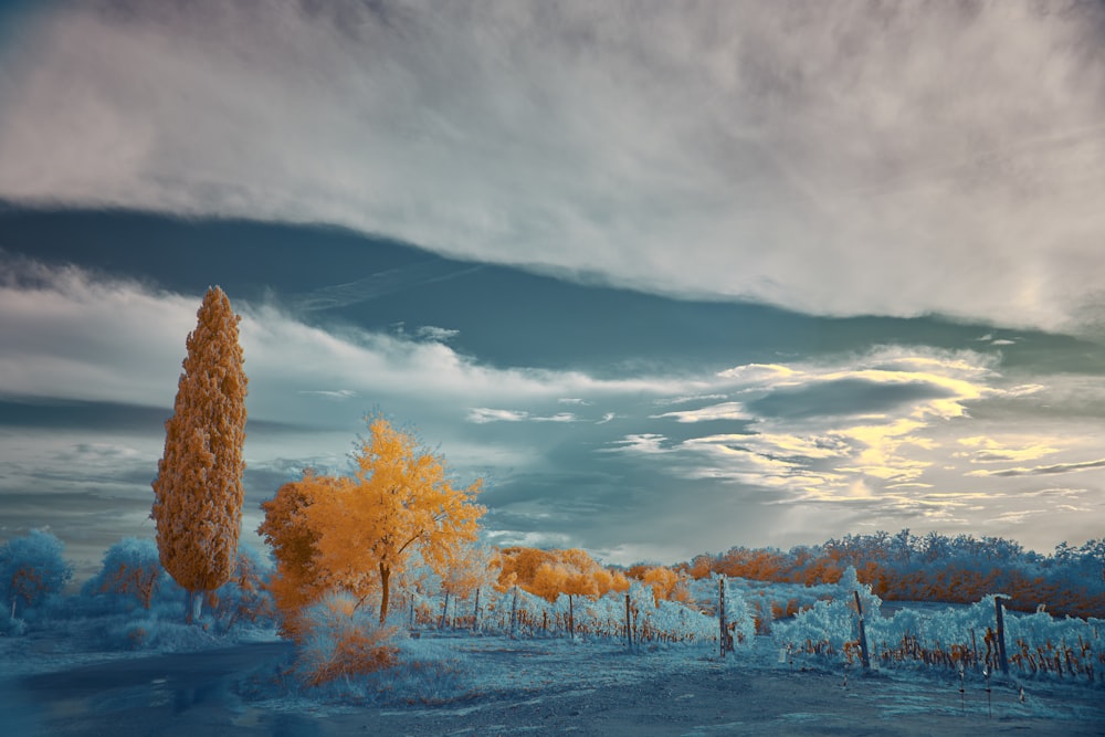 brown trees on snow covered ground under blue and white cloudy sky during daytime