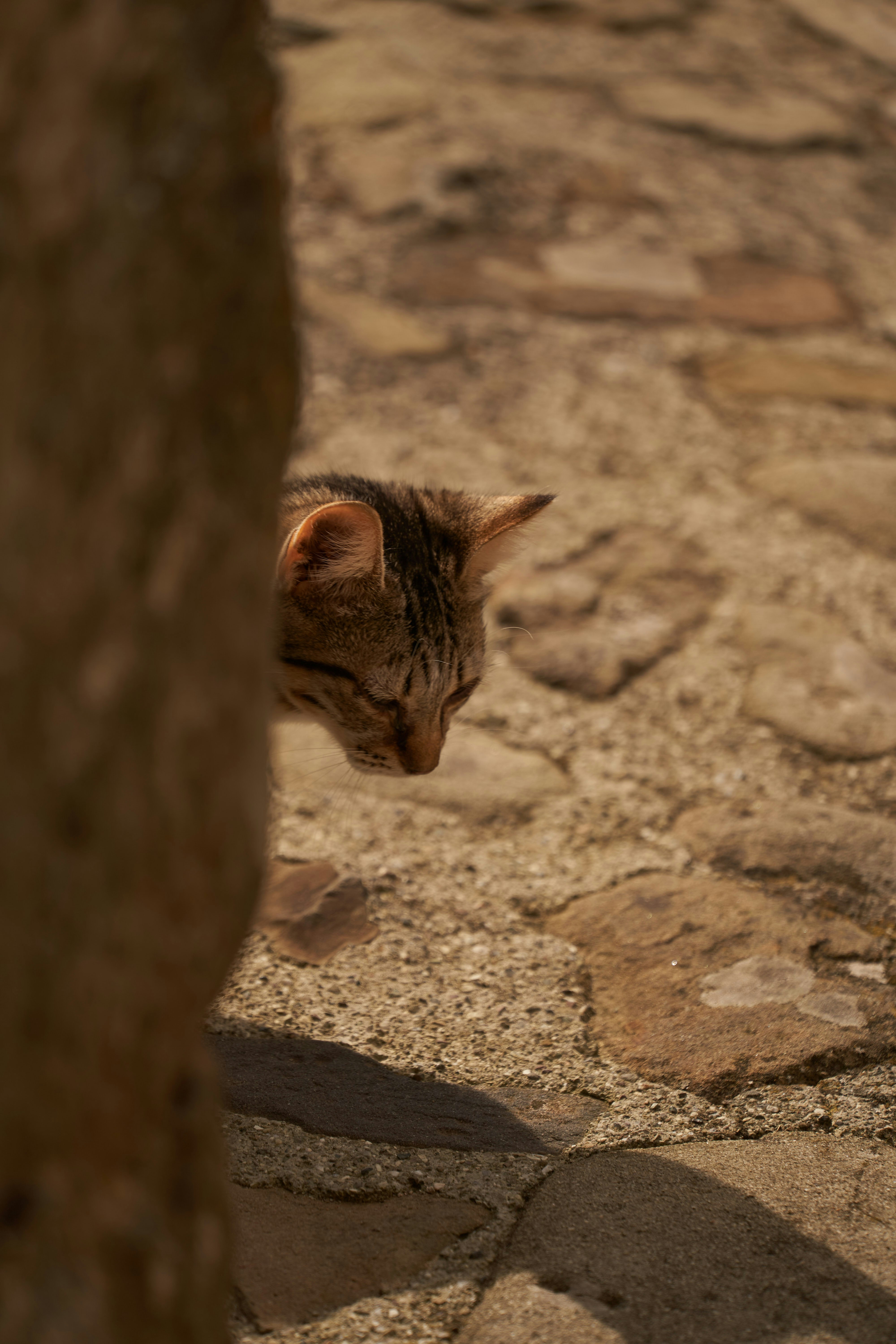 Photo by wolfgang_hasselmann