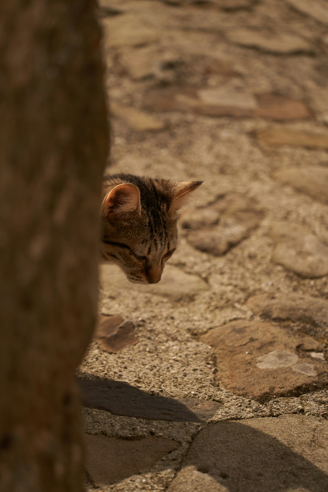 brown tabby cat on brown sand during daytime