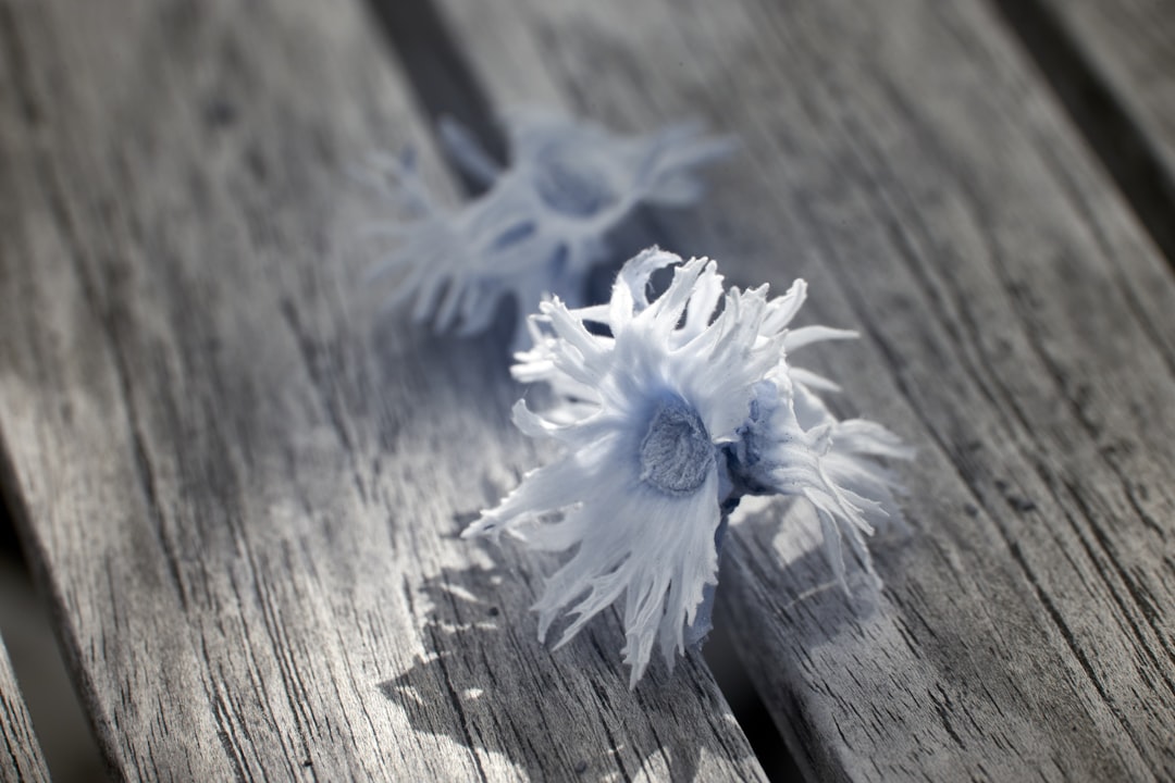 white flower on gray wooden table