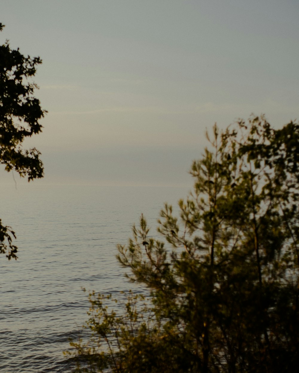 green tree near body of water during daytime