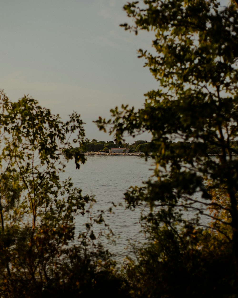 green trees beside body of water during daytime