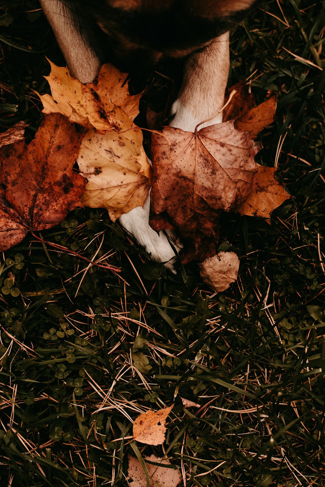 brown dried leaves on green grass