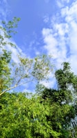 Tall green bamboo plants extend into the sky, with fluffy clouds scattered across a bright blue backdrop. The leaves are dense and vibrant, forming a lush canopy that captures the essence of a peaceful natural setting.