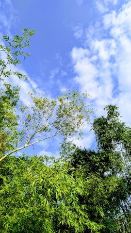 Tall green bamboo plants extend into the sky, with fluffy clouds scattered across a bright blue backdrop. The leaves are dense and vibrant, forming a lush canopy that captures the essence of a peaceful natural setting.