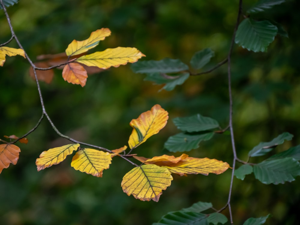 brown leaves on green stem