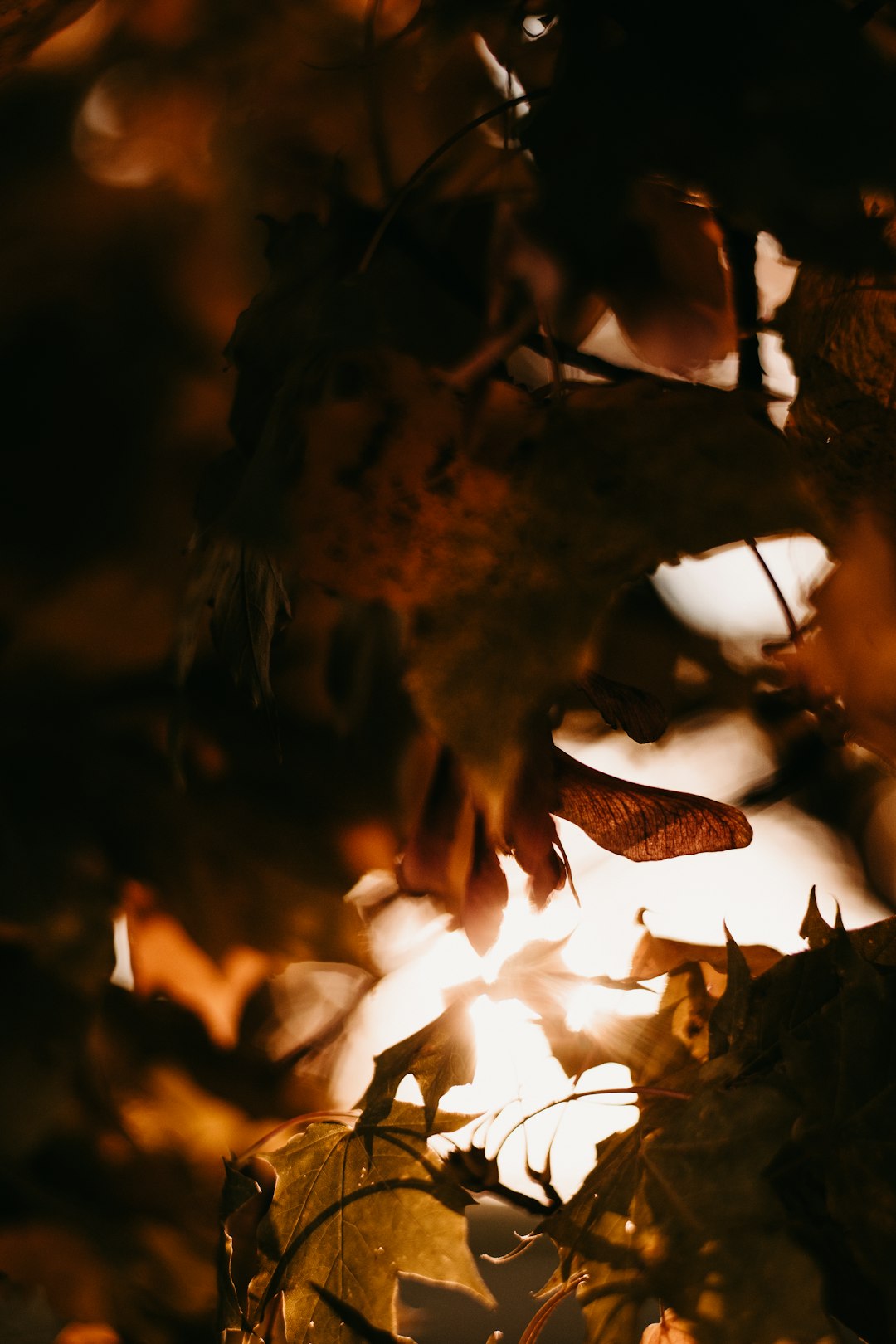 brown maple leaf in close up photography