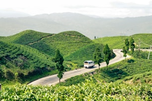 A bus travels along a winding road through lush green tea plantations set in rolling hills. The landscape is dotted with tall trees and distant mountains are visible in the background.