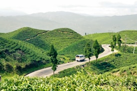 A bus travels along a winding road through lush green tea plantations set in rolling hills. The landscape is dotted with tall trees and distant mountains are visible in the background.