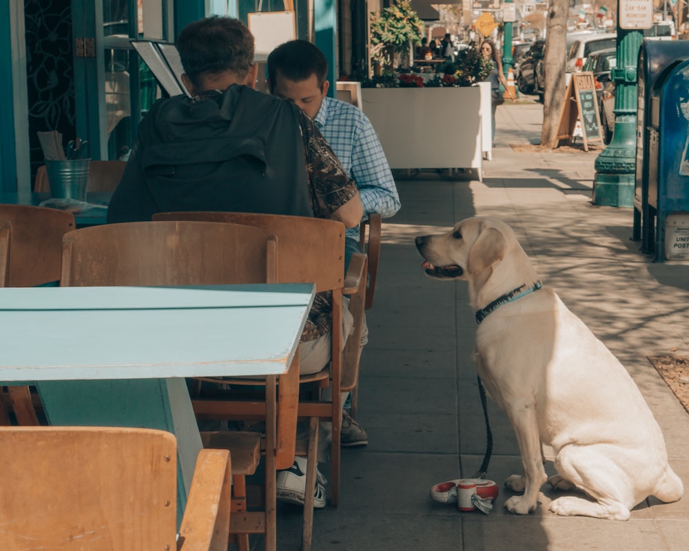 man in black jacket sitting on brown wooden chair beside white short coated dog