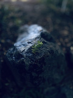 green moss on black rock