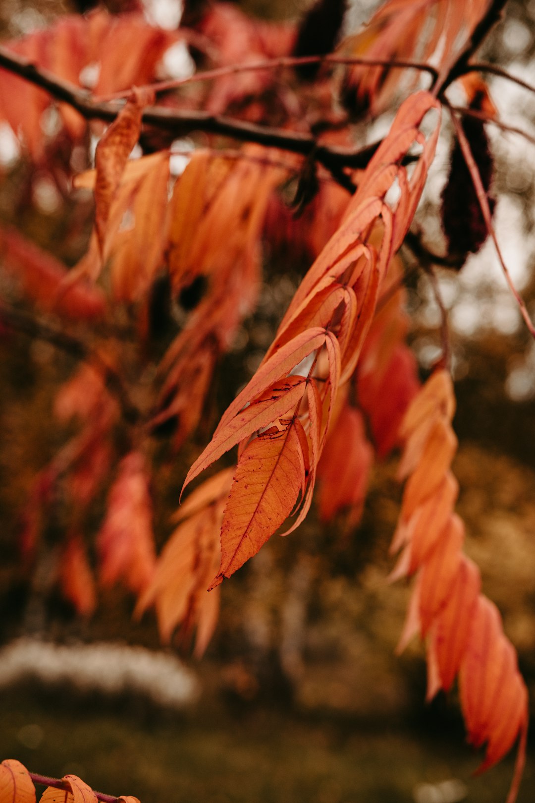 brown dried leaves in tilt shift lens