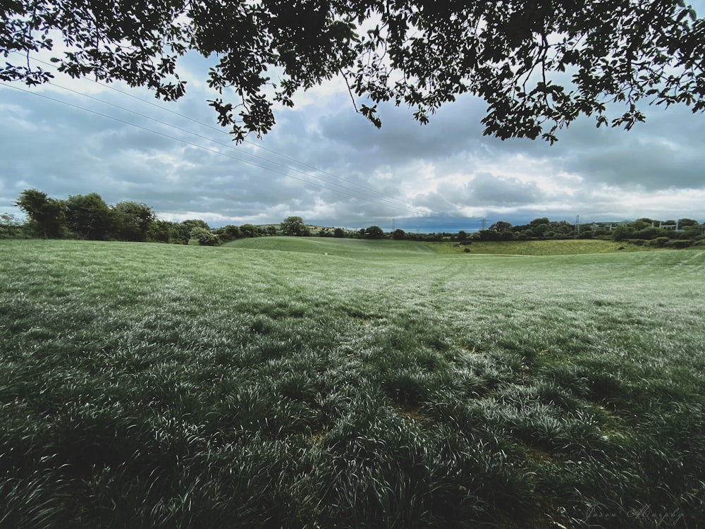 green grass field under blue sky during daytime