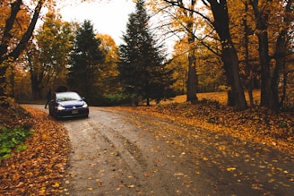 A driving lesson taking place near a scenic park in Calgary with autumn leaves