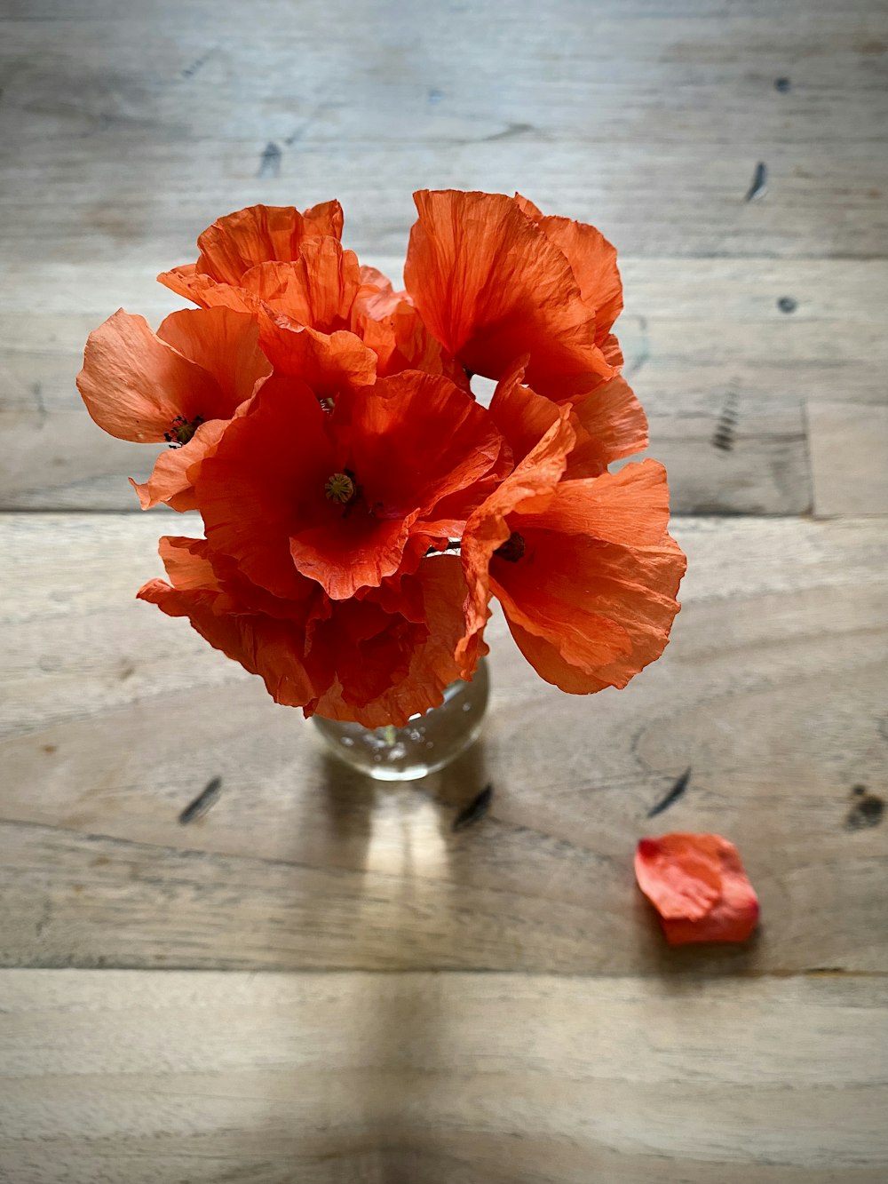 red flower in clear glass vase