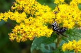 A vibrant image featuring two wasps interacting with bright yellow flowers. The flowers are densely clustered and cover most of the frame, with green leaves visible in the background. The wasps are detailed and show distinct yellow and black stripes.